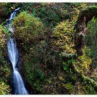 Shepperds Dell Fall07