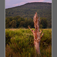 Lonely Snag Freeland.jpg
