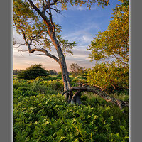 Freeland Tree Sunset.jpg
