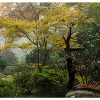Garden Fog