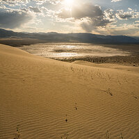 Forest in the Dunes.jpg