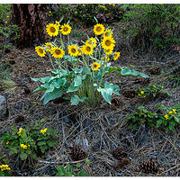 Riverside Blooms