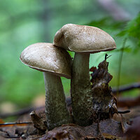 Have I told you lately that I love you?