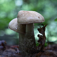 In The Undergrowth (color)