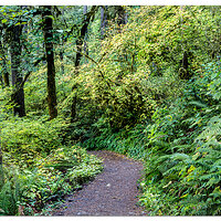 North Fork Trail