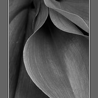 Canada Mayflower Leaves 2 BW.jpg