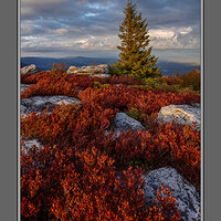 Sunset Grazing Blueberries Bear Rocks.jpg