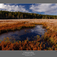 Cottongrass Bog 2009-1.jpg
