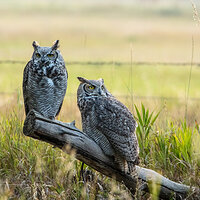 LRCC_FeatheredFriends_sRGB_FW_TAP46240.jpg