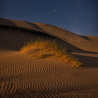 Wind Tracks, Animal Tracks.jpg