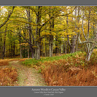 Canaan Valley Forest Autumn.jpg