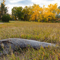 LRCC_LogwithTrees_sRGB_TAP46841-44-47-50_Blend_PSCC2_TAP46841.jpg