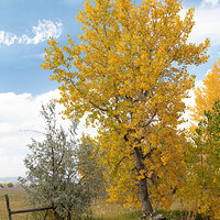 LRCC_GoldenTreeFence_sRGB_FW_TAP46829.jpg