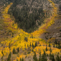 Yellow Ribbon.jpg