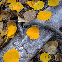 Vibrant Decomposition.jpg