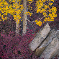 Xanthophyll and Anthocyanin.jpg