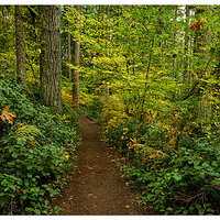 Rim Trail