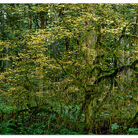 Maple Ridge