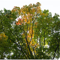 Flame of Autumn