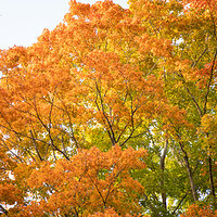 Ablaze