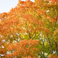 Ablaze
