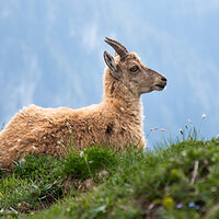 Young Ibex