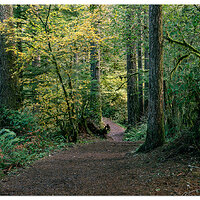 Maple Ridge