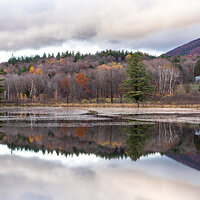 Marshland Reflections
