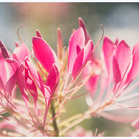Cleome
