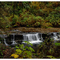 Sweet Creek