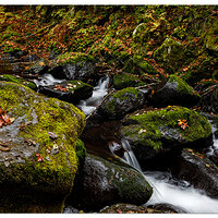 Scenes Along a Creek