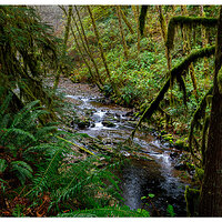 Scenes Along a Trail