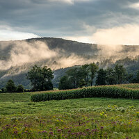 Misty Fields