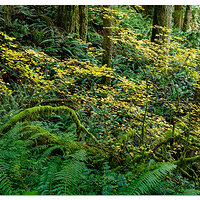 Trailside Chaos