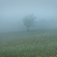 Field in the fog