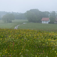 Country Paths I