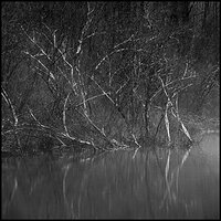 At the edge of the marsh