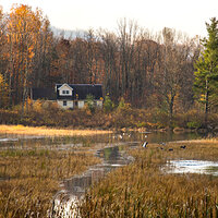 Ducks on the marsh