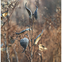 Husks