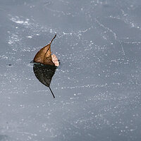Frozen Leaf
