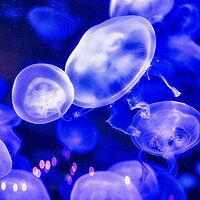 Vegas Jelly