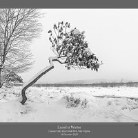 Laurel in Winter.jpg