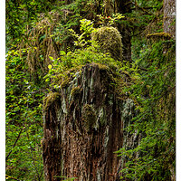 Willaby Creek Trail