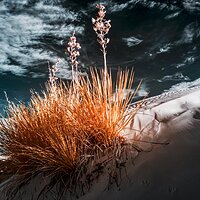 Edge of the Dune
