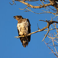 LRCC_sRGB_FW_TAP_2297_CallingEagle_PSCC-Edit.jpg
