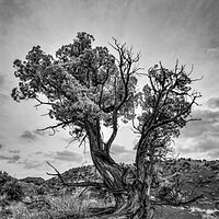 Juniper Crop