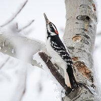 Hairy Woodpecker on Defense