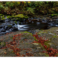Sweet Creek Trail