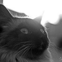 Sir Reginald