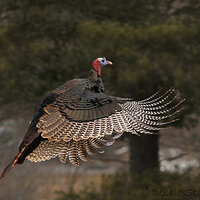 Turkey in Flight